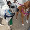 dog-walking-services-boston-ma - Paws to Consider