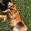 local-pet-sitting-services-... - Paws to Consider