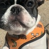 personal-dog-walker-boston-ma - Paws to Consider
