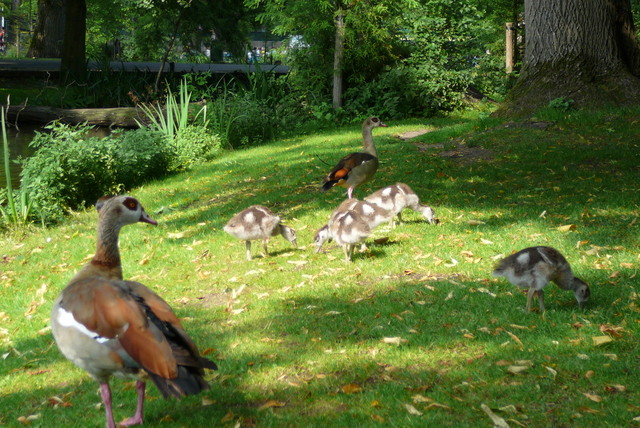 P1020059 Vondelpark