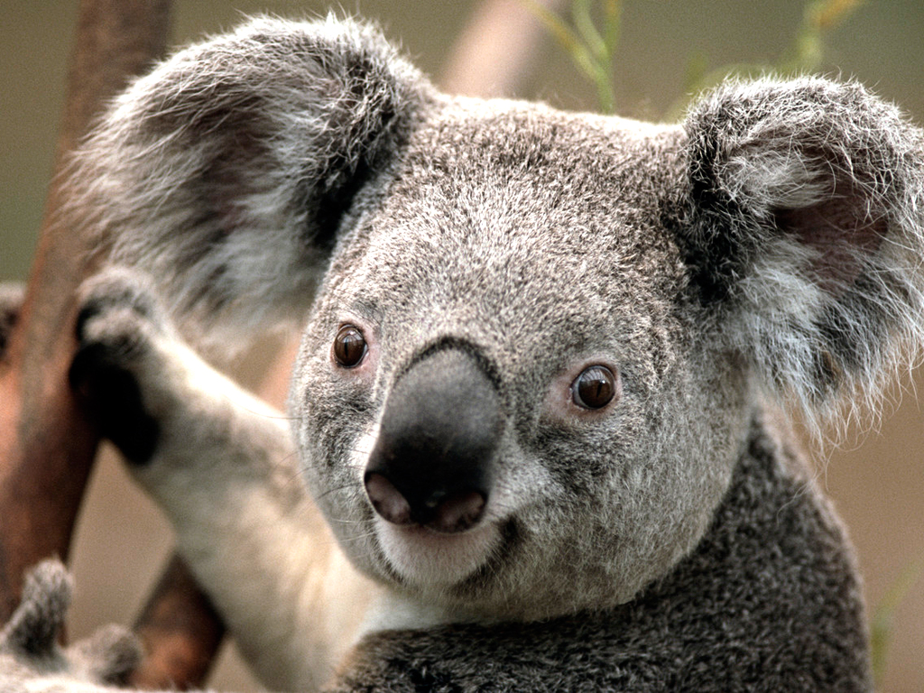 Koala https://pillsenergy.com/tevida/