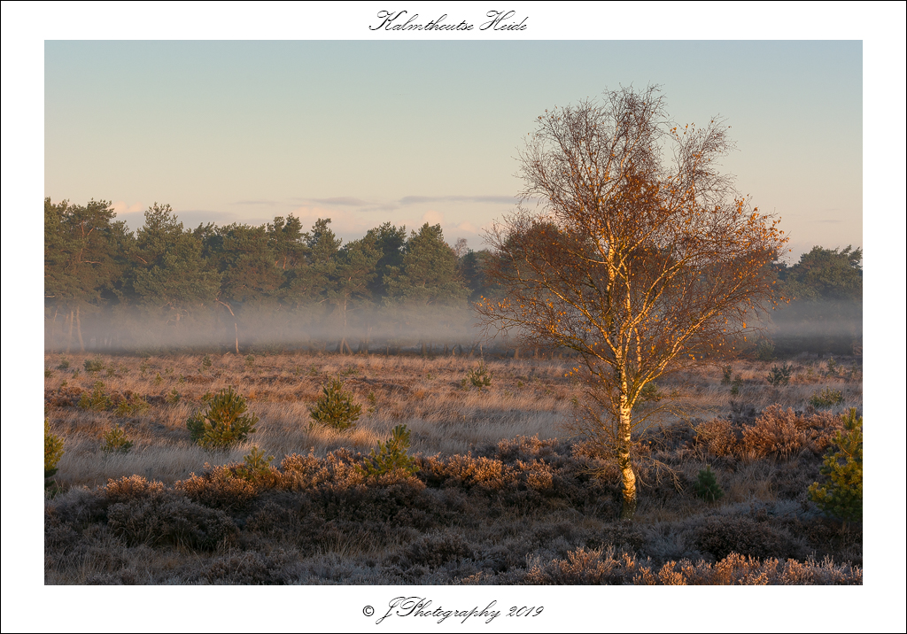  DSC1509 Kalmthoutse heide - 