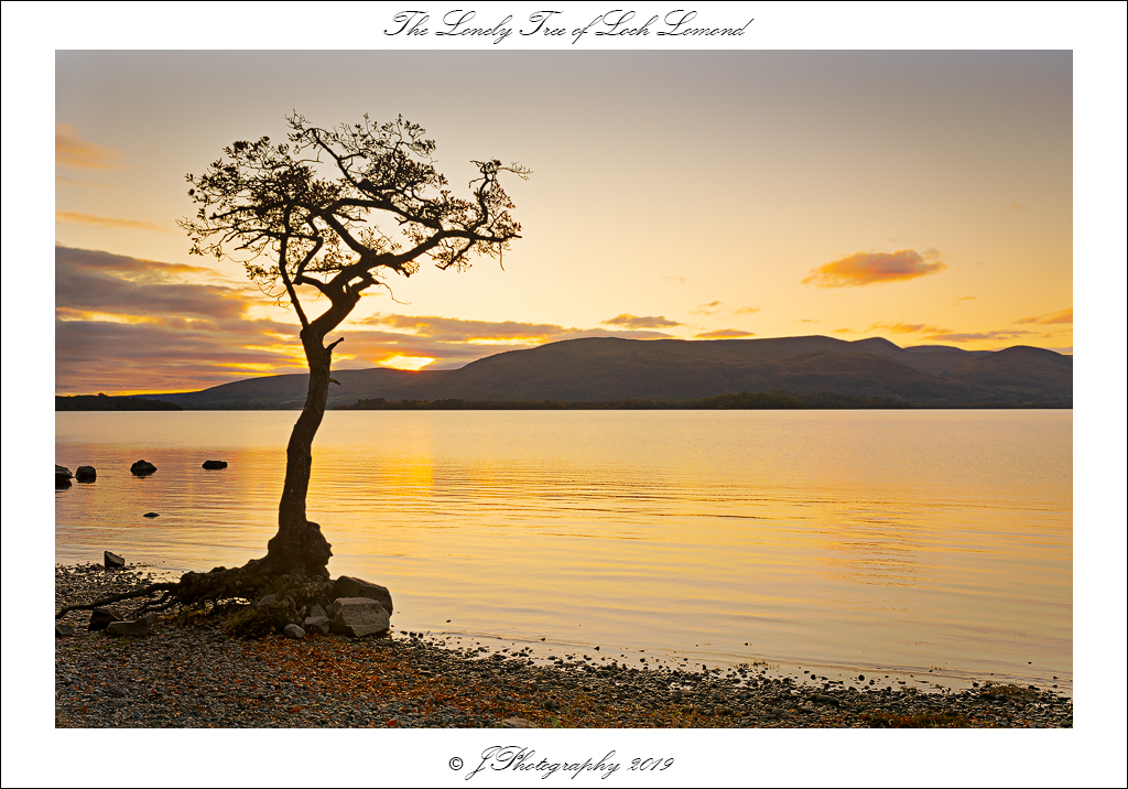  DSC0698 The Lonely Tree of Loch Lomond - 