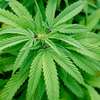 Marijuana-Plant - Picture Box