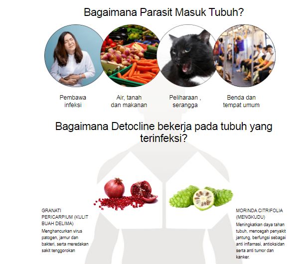 Detocline Indonesia Picture Box