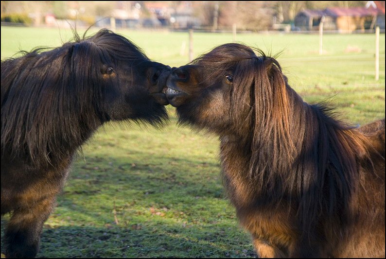 115 - shetten 30 dec