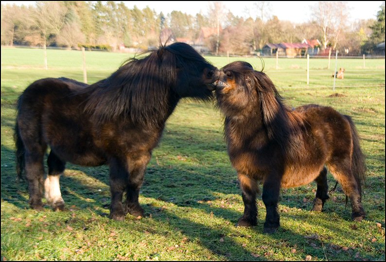 116 - shetten 30 dec