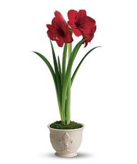 Buy Flowers Cobourg ON Flower Delivery in Cobourg Ontario