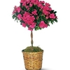 Flower Bouquet Delivery Sha... - Flower Delivery in Shaverto...