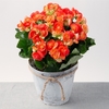 Same Day Flower Delivery Sh... - Flower Delivery in Shaverto...