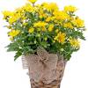 Buy Flowers Rockledge PA - Flower Delivery in Rockledge