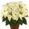 Flower Bouquet Delivery New... - Flower Delivery in New Wilm...