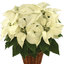Flower Bouquet Delivery New... - Flower Delivery in New Wilmington