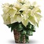 Same Day Flower Delivery Cl... - Flower Delivery in Cleveland Ohio