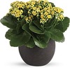 Valentines Flowers Glen Roc... - Flower Delivery in Glen Roc...