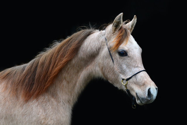 paard2 balingehofforum