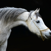 paard4 - balingehofforum