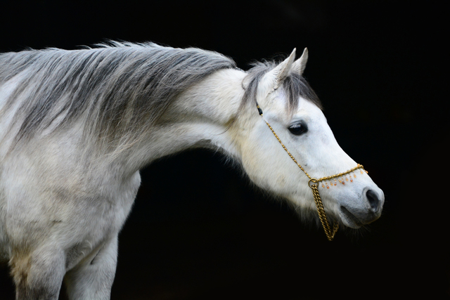 paard4 balingehofforum