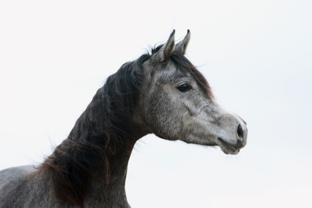 paard5 balingehofforum