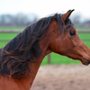 paard6 - balingehofforum