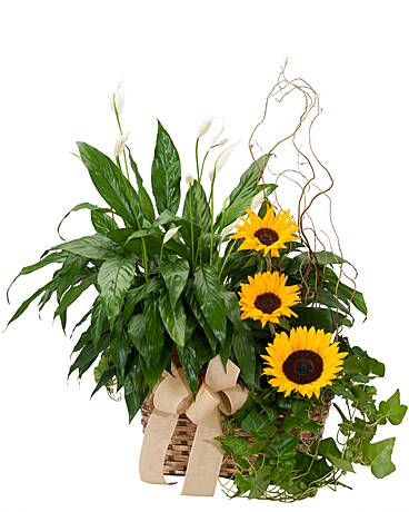 Flower Shop Brentwood TN Flower Delivery in Brentwood