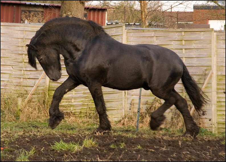 9 - karate kid wessel