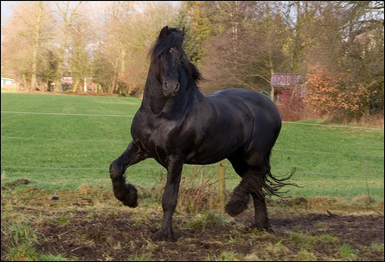 15 - karate kid wessel