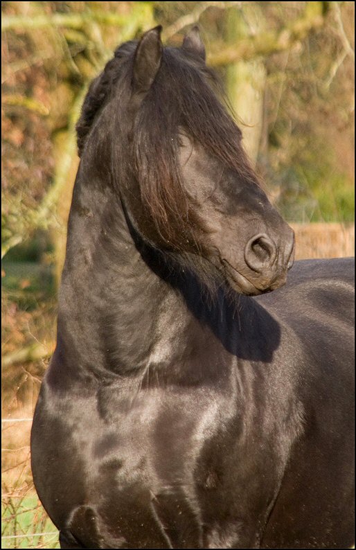 26 - karate kid wessel