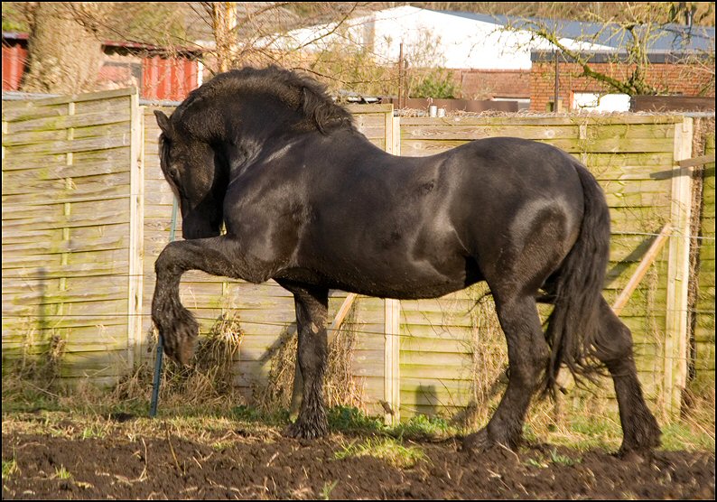 31 - karate kid wessel