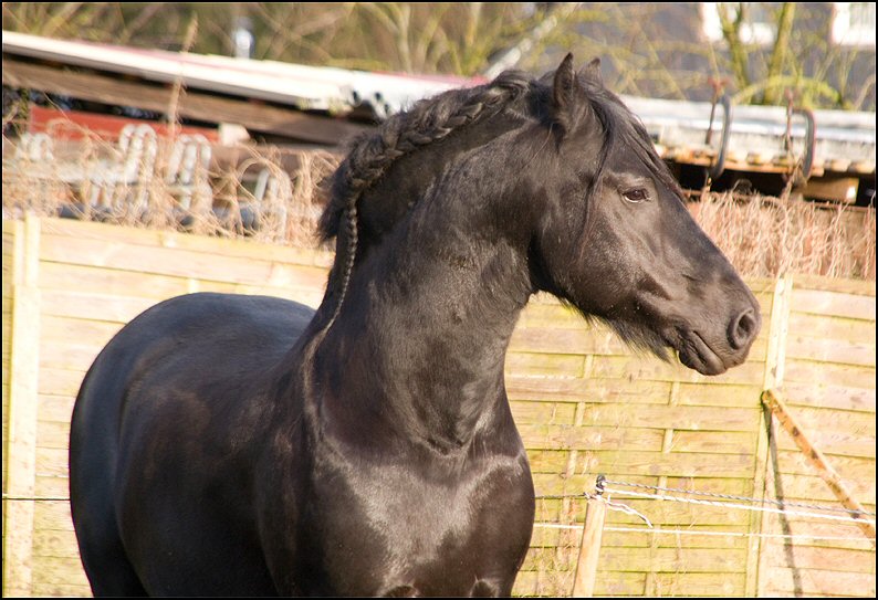 47 - karate kid wessel