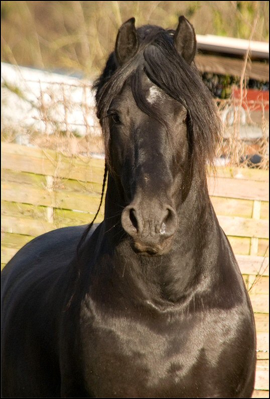 55 - karate kid wessel