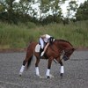 Equestrian Training Loosley... - Picture Box