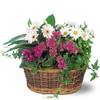 Next Day Delivery Flowers W... - Florwer Delivery in Wythevi...