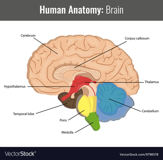 brain 3 http://health2wealthclub.com/grow-extra-inches/