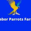 logo - Gabor Parrots Farm