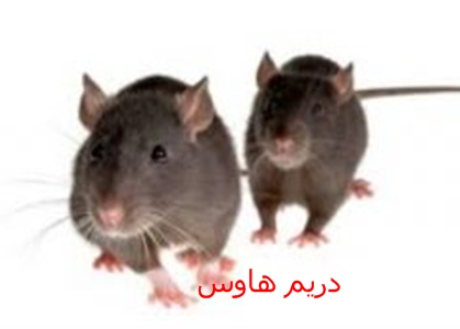  Ø±ÙŠÙ… Ù‡Ø§ÙˆØ³