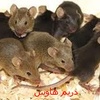 مكافحة الفئران المنزلية - ريم هاوس
