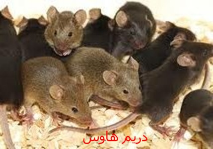 مكافحة الفئران المنزلية ريم هاوس