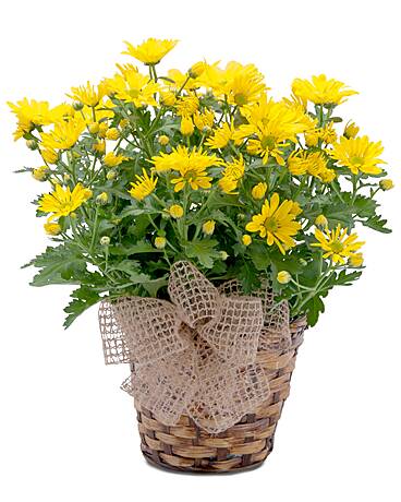 Flower Delivery in Solon OH Flower Delivery in Solon OH