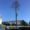 -a4mUqJJ - Arborist Direct Aberdeen