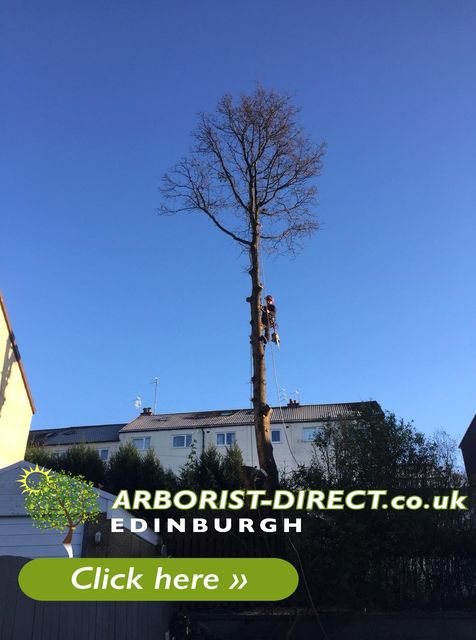 -a4mUqJJ Arborist Direct Aberdeen
