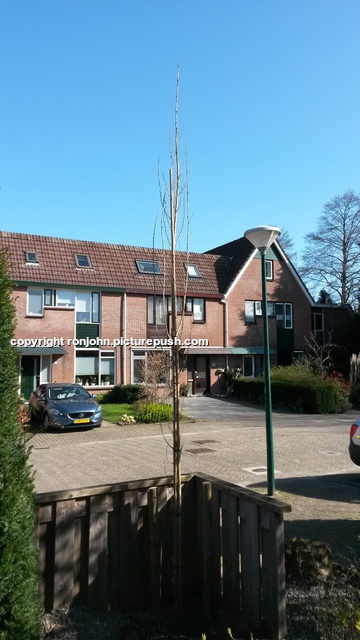 Boompjes verplanten 23-03-20 2 In de tuin 2020