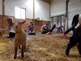 Albion Goat Yoga Studio Esham Family Farm