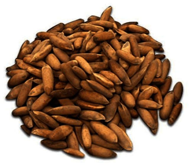 4 Buy Kinnaur Chilgoza Neja Buy Kinnaur Chilgoza/Neja (Pine Nuts) Online At Best Prices