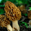 Buy Kinnaur Guchchi (Wild Dried Mushrooms) At Best Prices