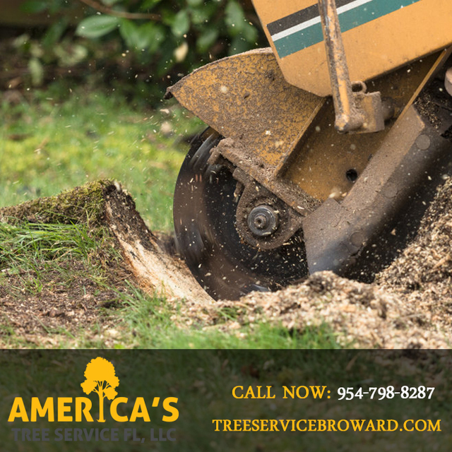 Tree Trimming DavieÂ | Call Now : 954-798-8287 Tree Trimming DavieÂ | Call Now : 954-798-8287