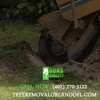 Tree Trimmers Orlando|Call ... - Tree Trimmers Orlando|Call ...