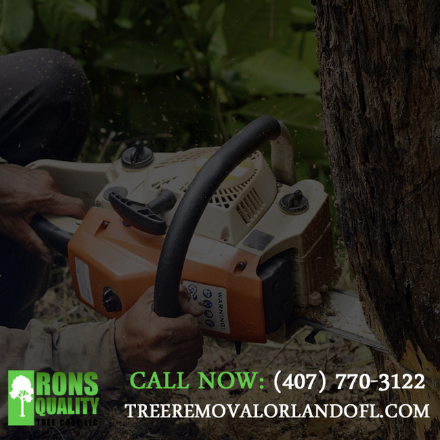 Tree Trimmers Orlando|Call us:(407) 770-3122 Tree Trimmers Orlando|Call us:(407) 770-3122