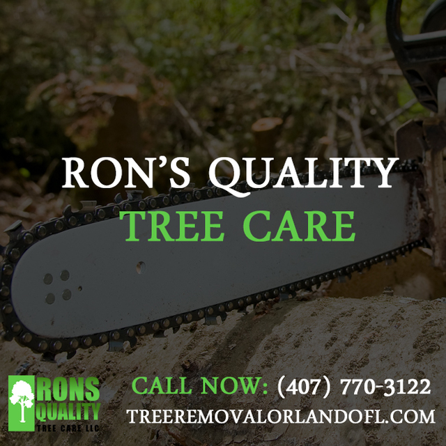 Tree Trimmers Orlando|Call us:(407) 770-3122 Tree Trimmers Orlando|Call us:(407) 770-3122