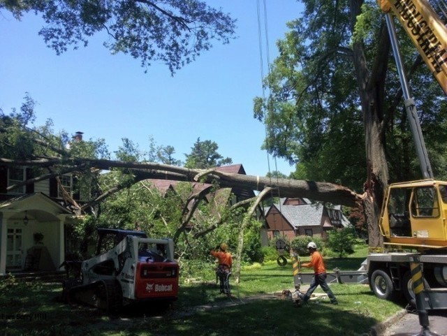 commercial tree service alexandria Tree Service Alexandria VA